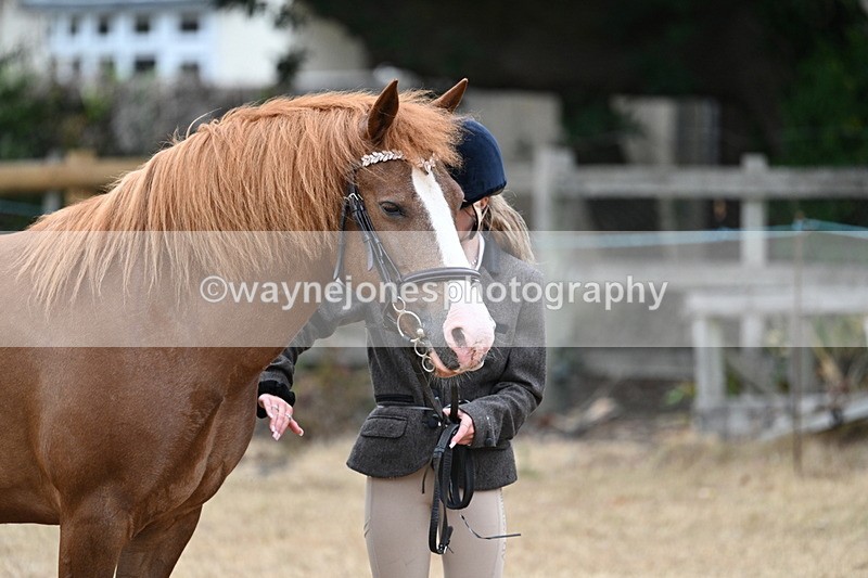 WJ7_8215 - Class 4 Prettiest Mare up to 14.2hh