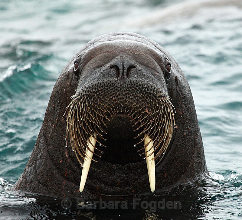 Walrus 5 - Latest Photos