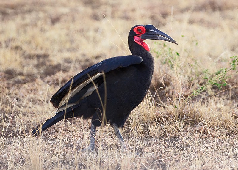 Southern Ground-hornbill walking in short grass - Southern Ground-hornbill