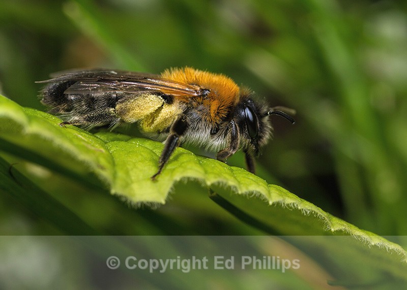 Andrena nitida (f) - Andrena nitida