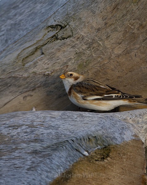 SNOW BUNTINGS - SNOW BUNTINGS