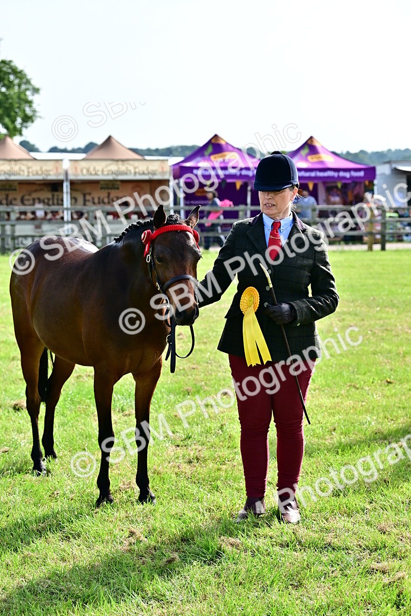 SBM_01027 - Class 46-49 - Arab and Part Bed-Anglo Arab In Hand