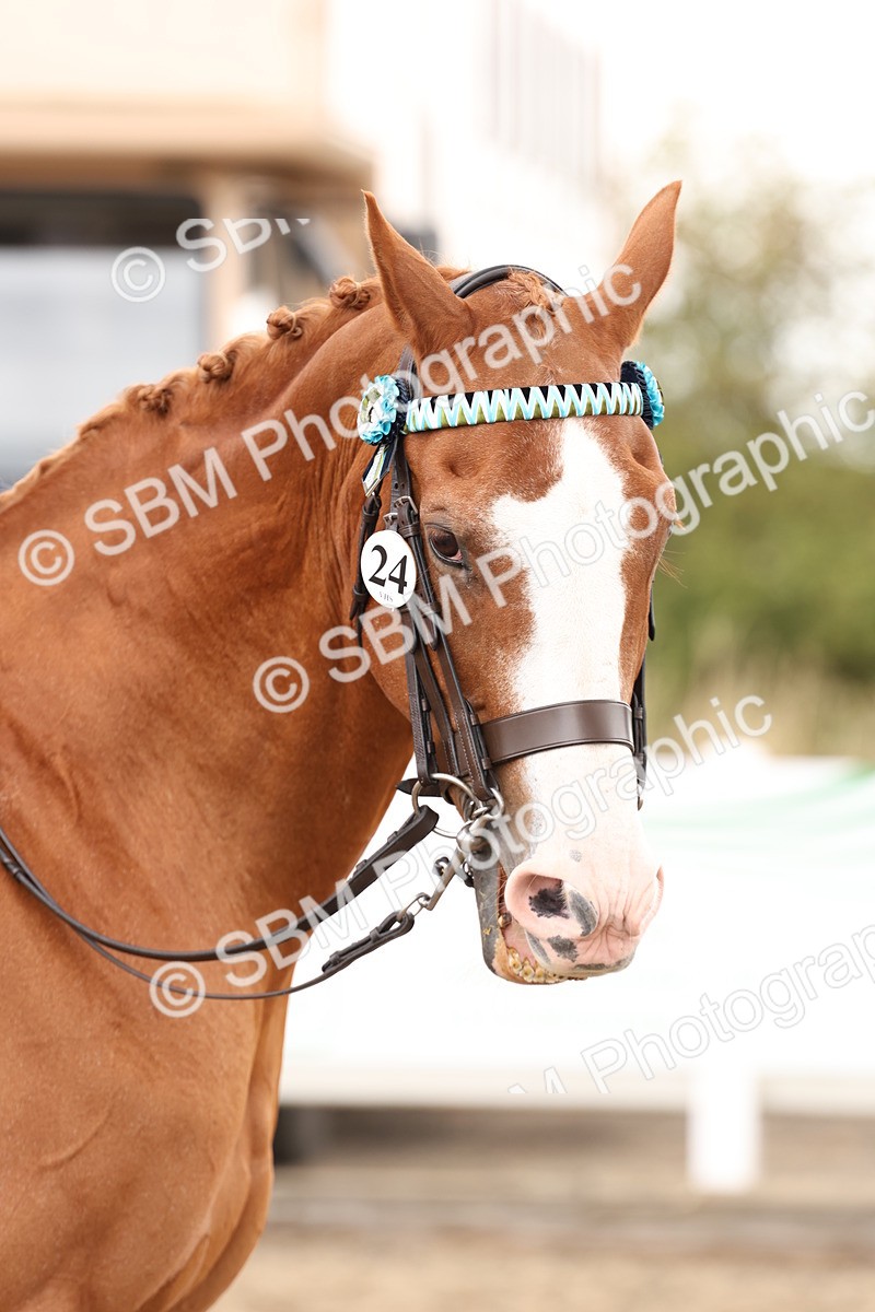 SBM_02919 - Class 53 - Ridden Competition Horse/Pony