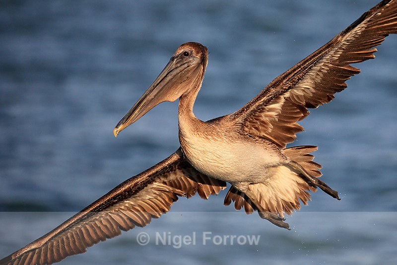 Brown Pelican (juvenile) close fly-past, Sanibel Island, Florida - Brown Pelican