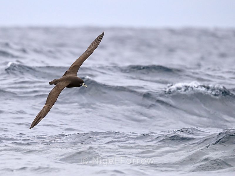 White-chinned Petrel flying low over waves, South Africa - White-chinned Petrel