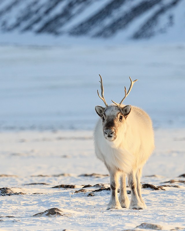 Reindeer (adult) front, Svalbard, Norway - Reindeer