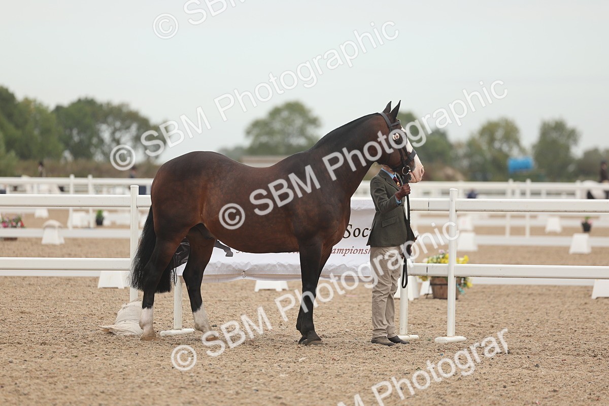 SBM_00500 - Class 13 Young Handler