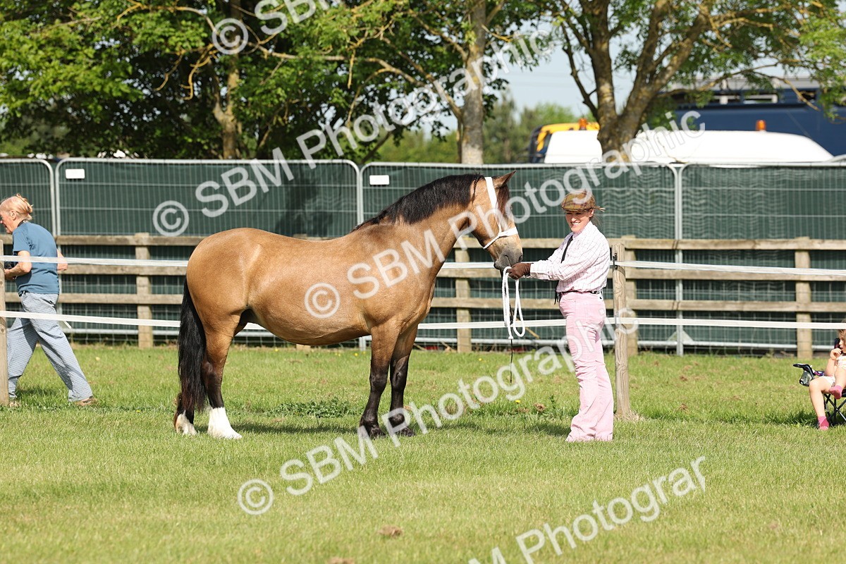 SBM_02046 - Class 6-13 - Mountatin and Moorland In Hand Welsh Breeds