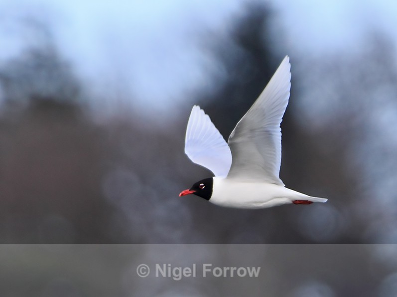 Mediterranean Gull in flight above the moat at Leeds Castle - Mediterranean Gull