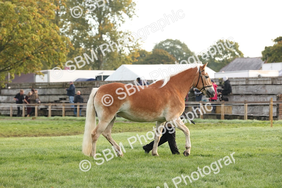 SBM_54392 - S51 - Foreign Breeds In Hand