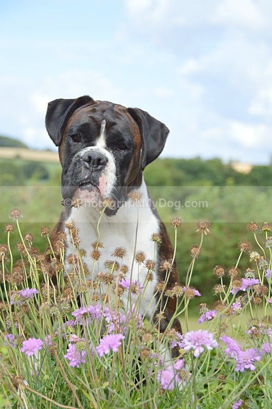  - Boxers