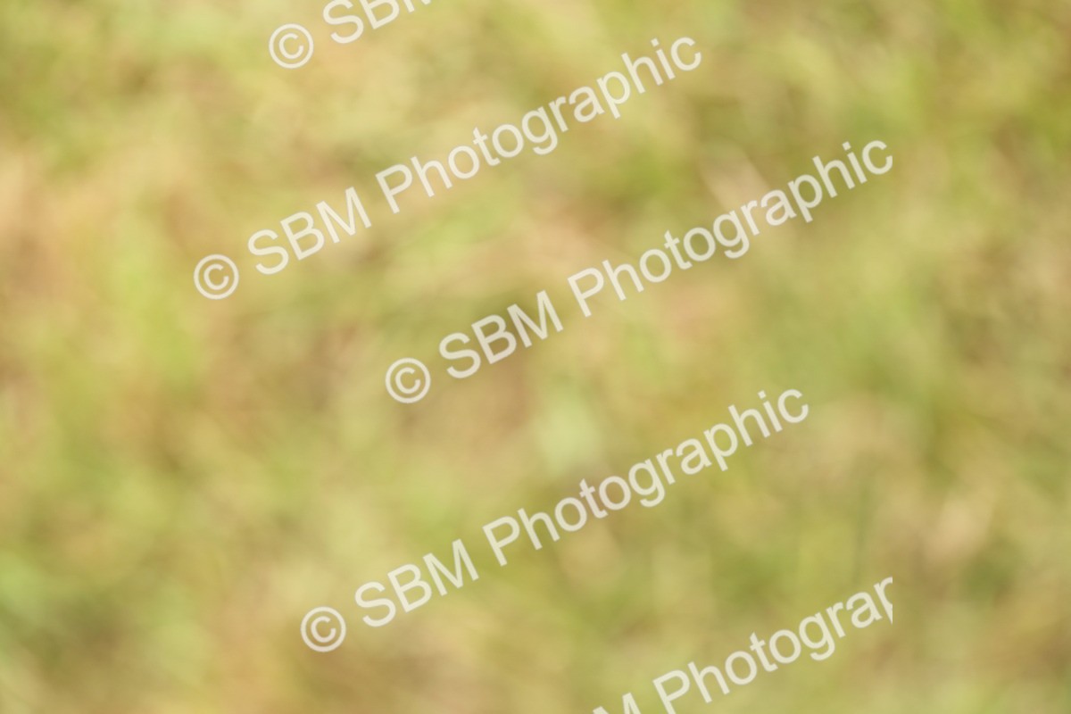 SBM_07289 - Class 76-77 - Ridden M&M Welsh Ponies