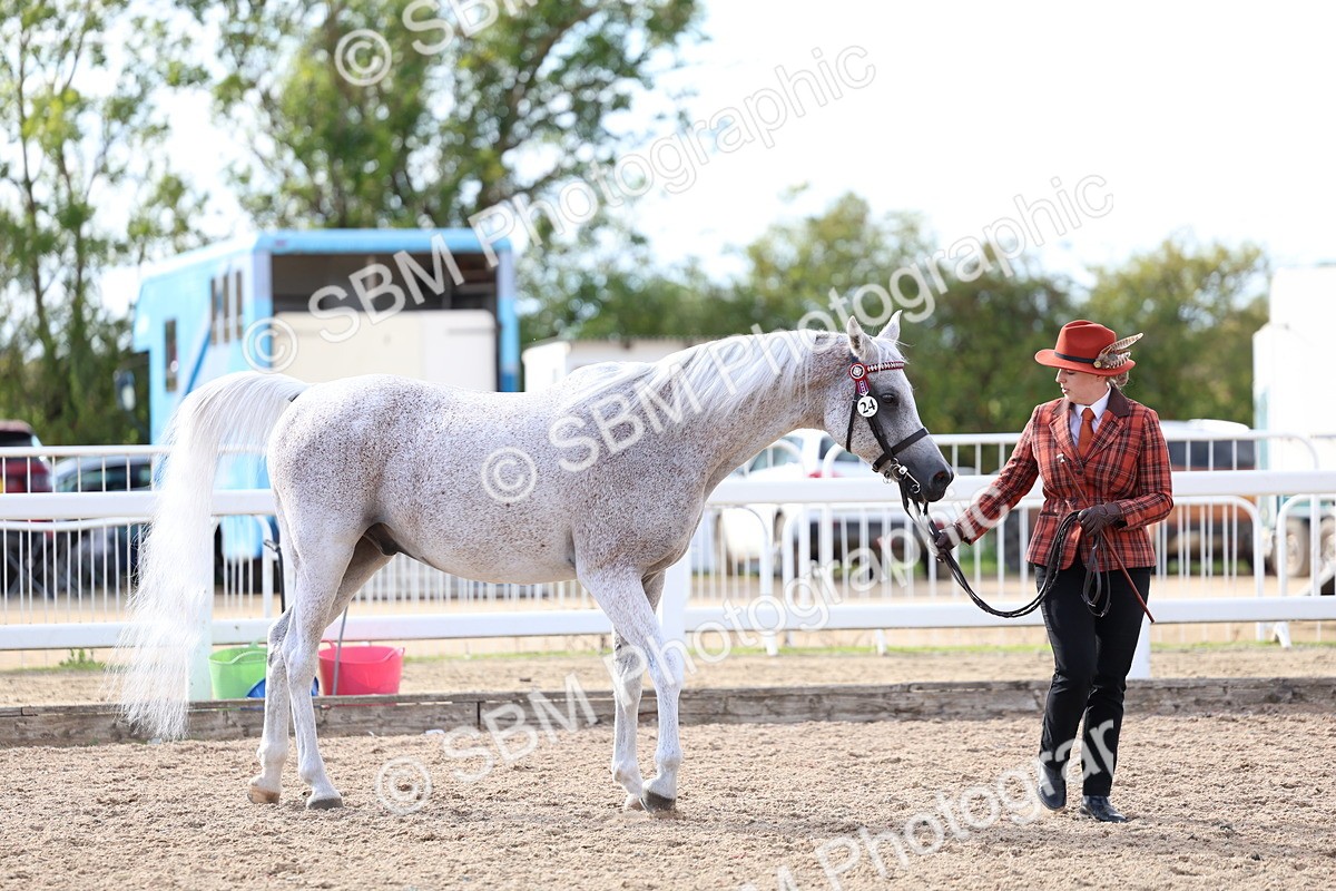 SBM_18766 - Class 317 - IH Pure Bred Horse-Pony