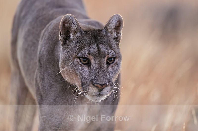Close-up of Puma Petaca, early morning, Torres Del Paine, Chile - Puma