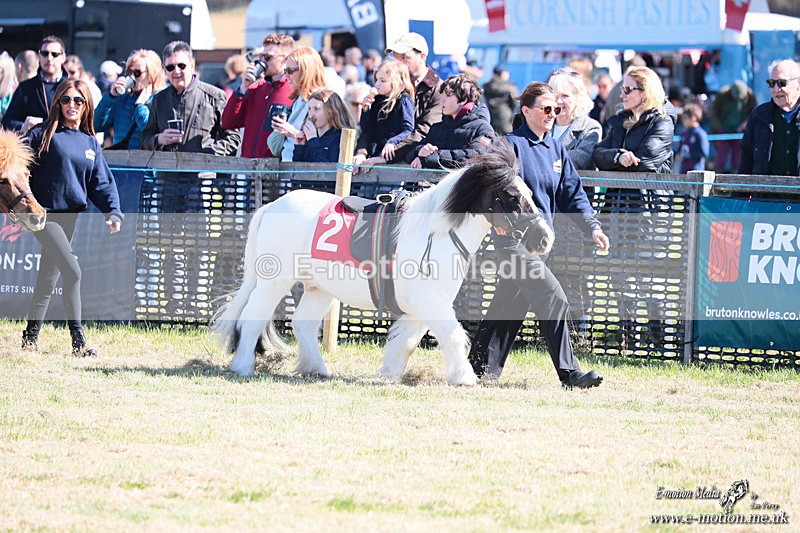Shet 060426 3 - Shetland Pony Racing Paxford Races Easter Mon 06/04/26