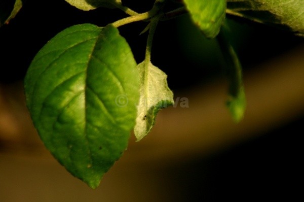 Hanging - Flowers and Plants