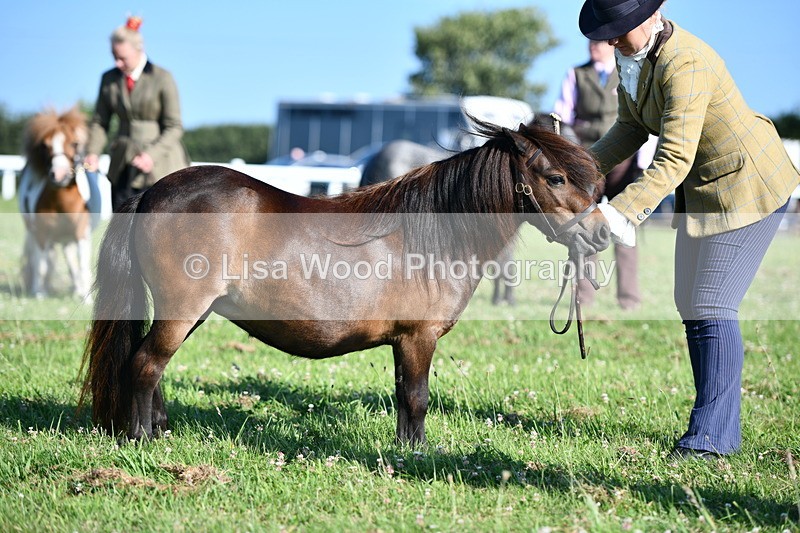 DSC_5595 - Class 49: NPS Shetland Youngstock