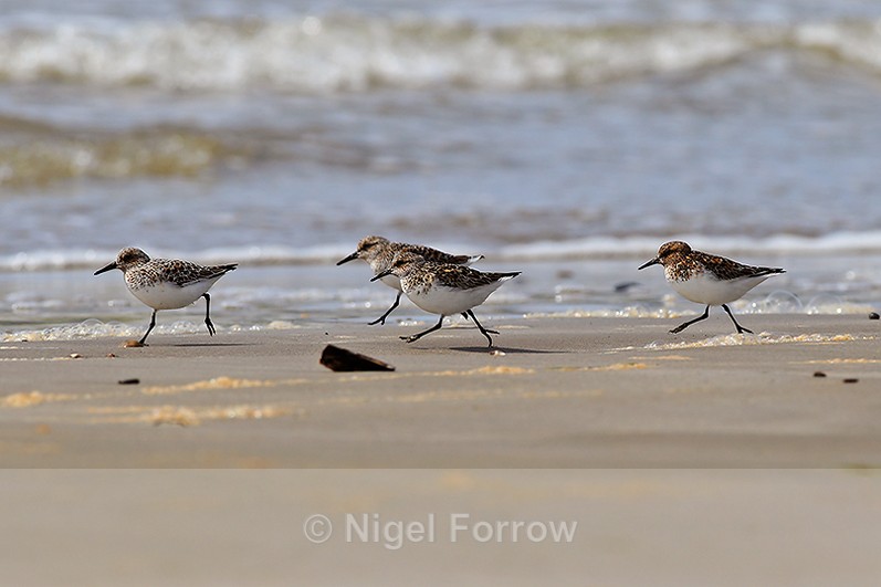 Sanderlings scuttling across a beach at Loch Indaal, Islay - Sanderling