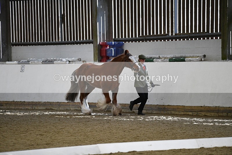 WJ5_5307 - Class 8 In hand cob