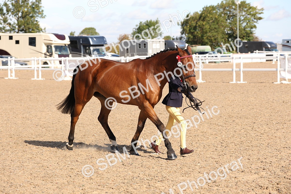 SBM_12835 - Class 205 - IH Show Pony - Show Hunter Pony