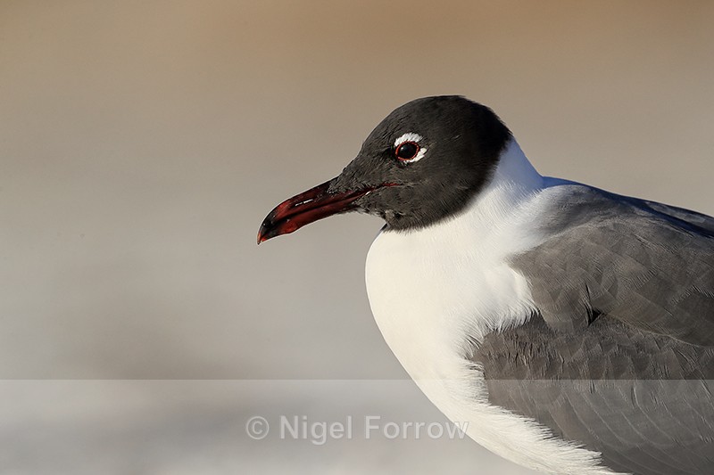 Laughing Gull (breeding adult) head, Fort De Soto, Florida - Laughing Gull
