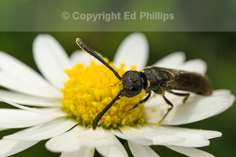 Monosapyga clavicornis (f)