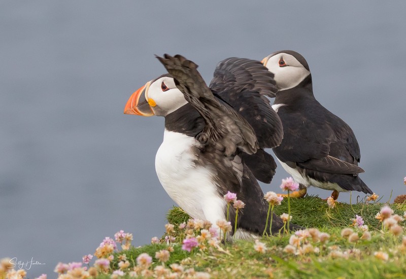 Puffen Flying 12 - Puffins