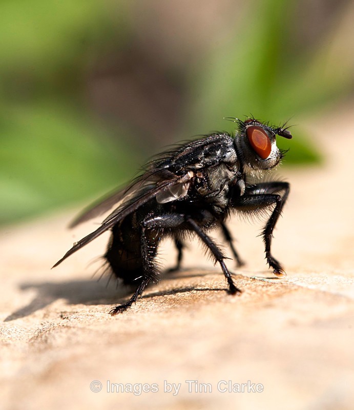 House Fly 0984522 - Wildlife