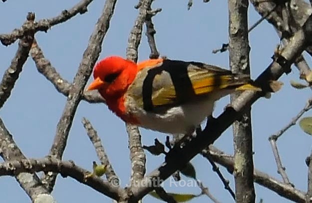 Red-headed Weaver - South Africa Birds and Mammals