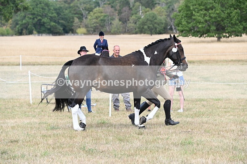 WJ6_6366 - Class 19 In-hand Veterans (Uploaded correct folder)