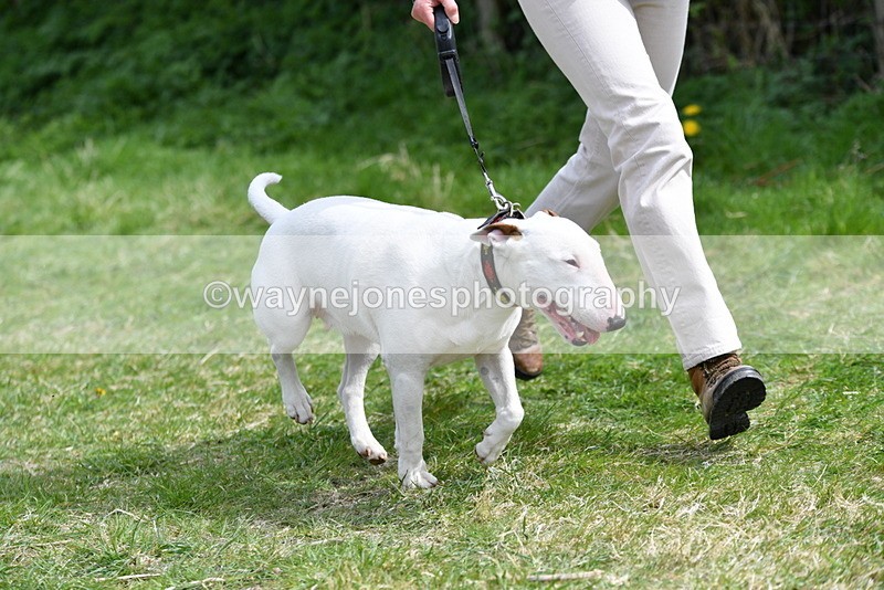 WJ5_0473 - Class 7 Best Terrier