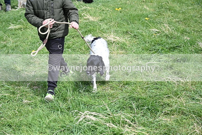 WJ6_9067 - Class 8 Best Working / Gun Dog or Bitch