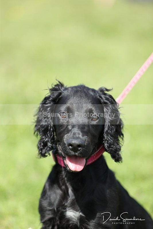 SPXX0568 - Dog show