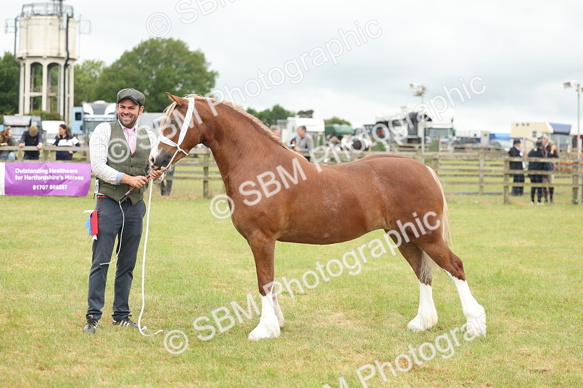 SBM_05021 - Class 50-57 - M&M Welsh Pony In Hand