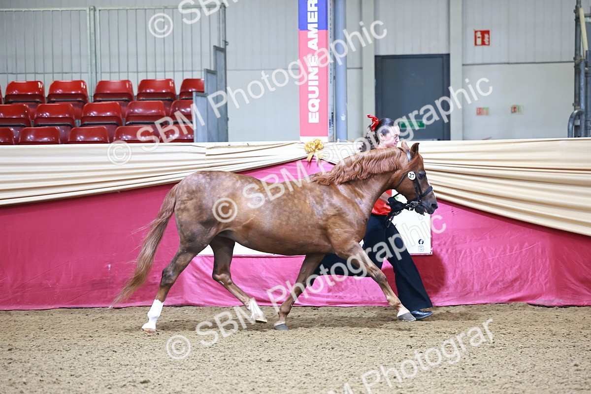 SBM_21639 - Class 901 - Supreme Final - IH  Diamond