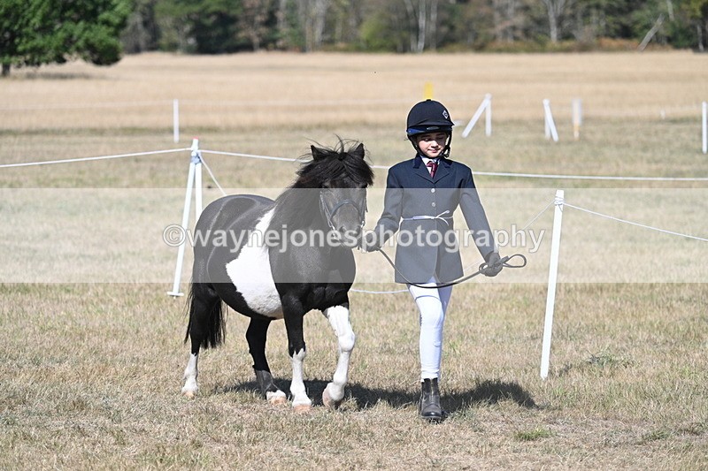 WJ7_1473 - Class 42 Most Handsome Gelding