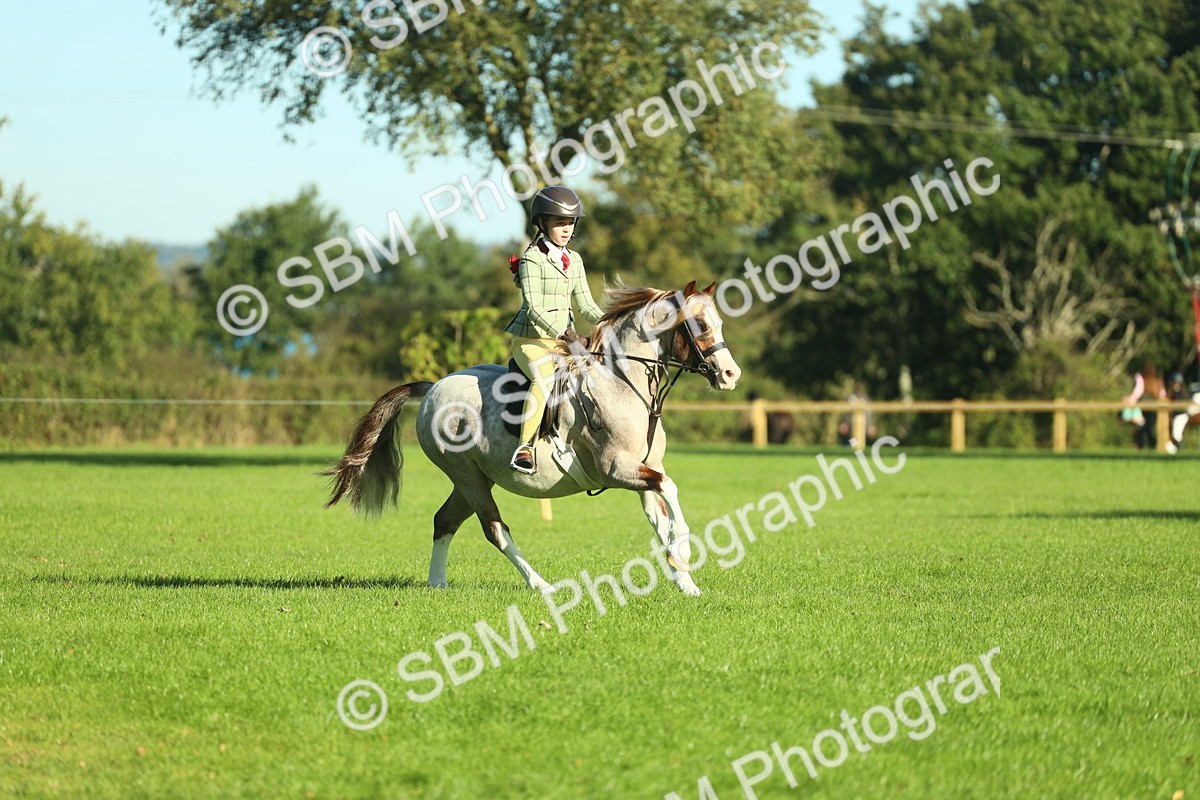 SBM_36349 - S29 - Novice & Newcomers Working Hunter Pony