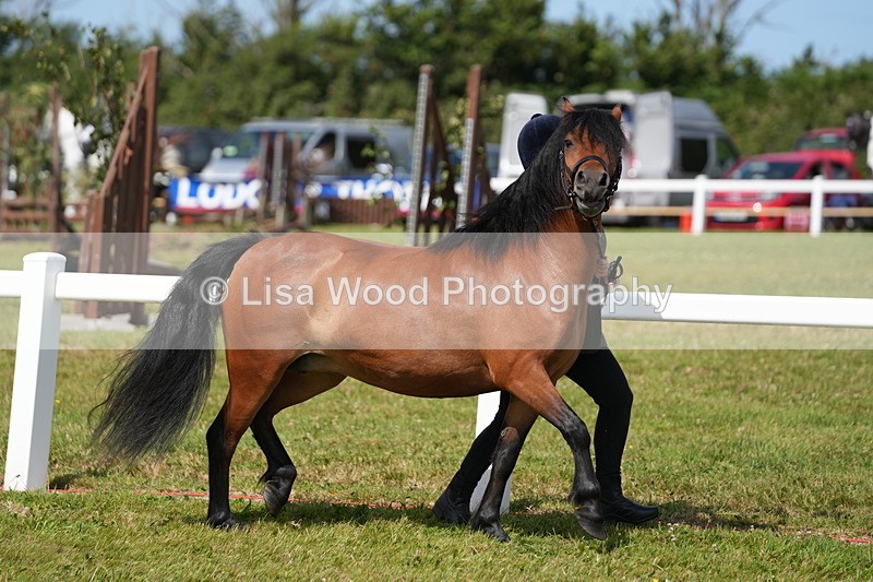 DSC05482 - Class 50: NPS M&M 4 years and over Small Breeds