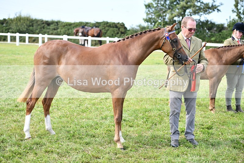 DSC_9099 - SP/SHP Pony Breeding Championship