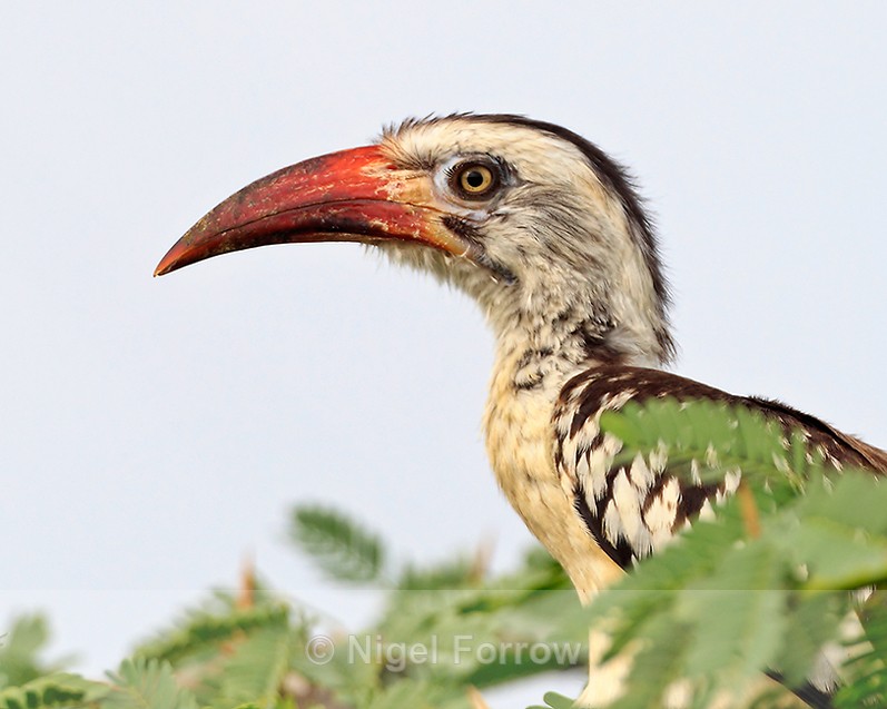 Close-up of Red-billed Hornbill - Red-billed Hornbill