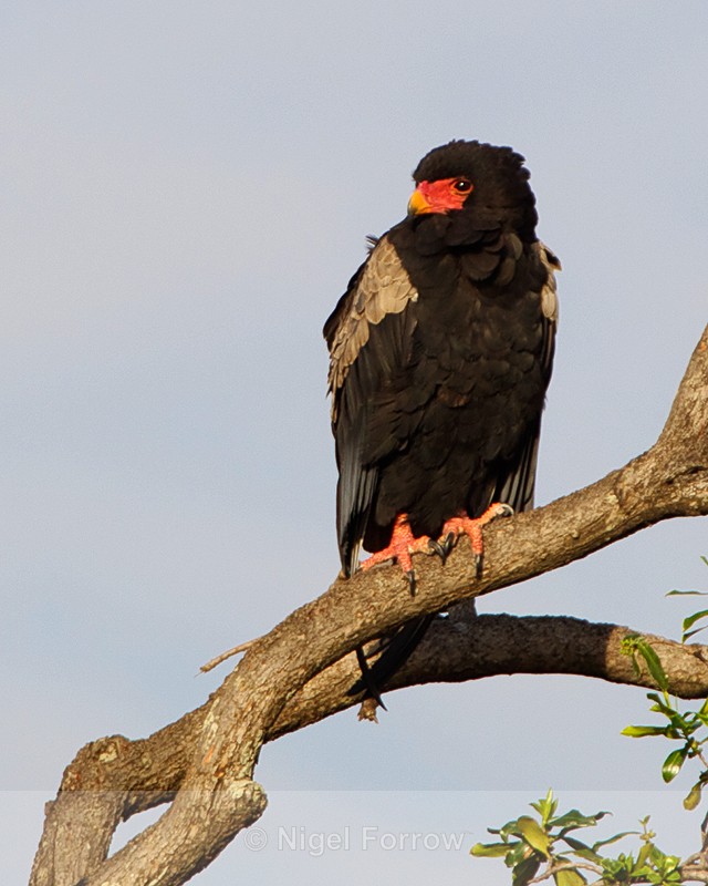 Bateleur perched on a branch at the top of a tree - Bateleur