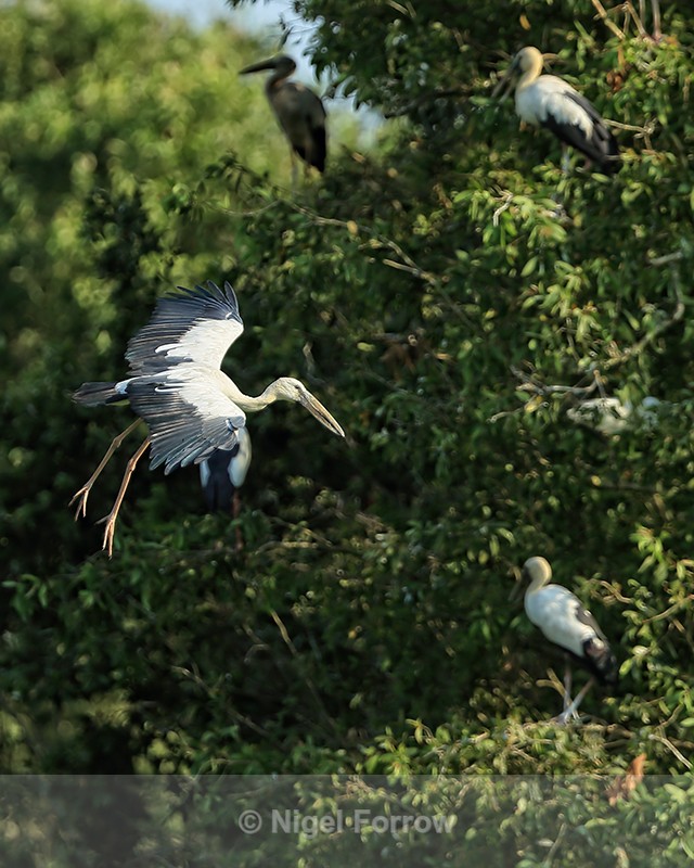 Asian Openbill flying past trees, Gao Giong, Vietnam - Asian Openbill