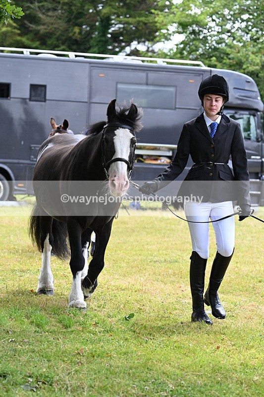 WJ7_6486 - Class 5 Handsome Gelding in hand