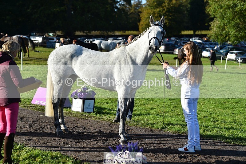 231022-101158-22300 - 479-CRUISING.STARLIGHT-Ava.Mae.West-TrotUp+SJ