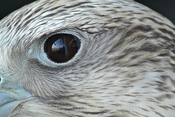 Gyr Falcon - close up - BIRDS & INSECTS