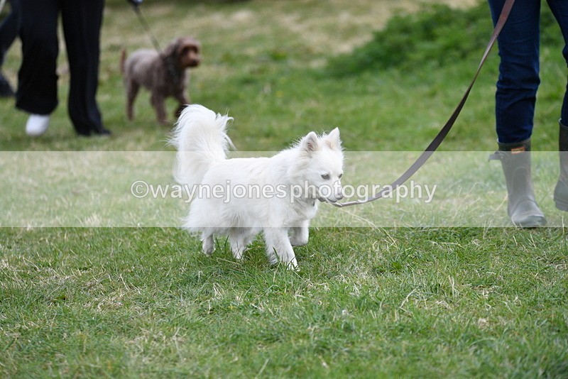 WJ5_9090 - Class 1 Best Cross Breed / Heniz 57