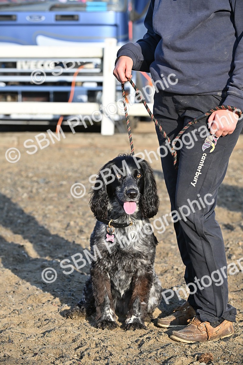 SBM_09445 - Lorry Dogs