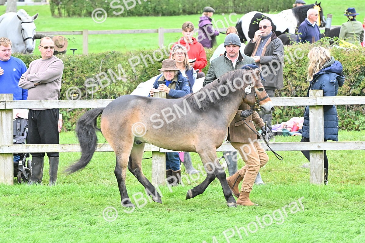 SBM_61005 - S48 - Mountain & Moorland In Hand Small Breeds