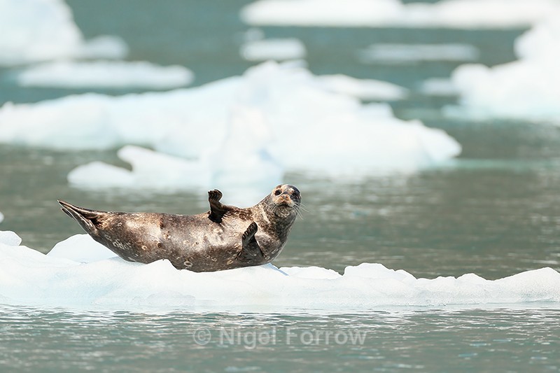 Common Seal (female) on ice, Surprise Inlet, Alaska - Seal