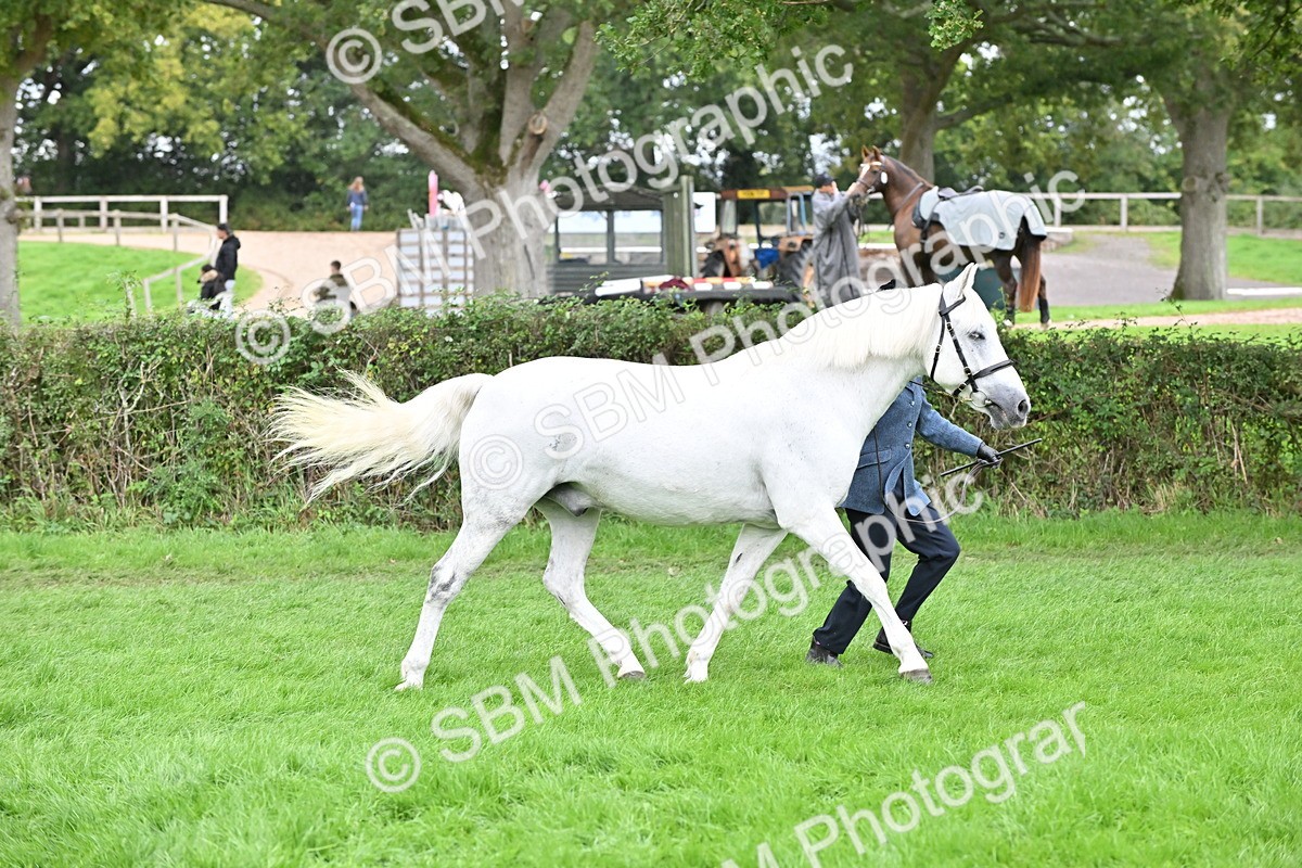 SBM_63289 - S49 - Mountain & Moorland In Hand Large Breeds